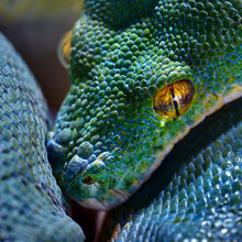 Green Tree Python Morelia Viridis Close-up. Portrait Art. Environmental Conservation, Wildlife, Zoology Theme