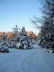 Wall Mural - Beautiful winter scenery. Trees covered in snow. Scenic image of spruces tree. Traces in the snow. Frosty day, calm wintry scene