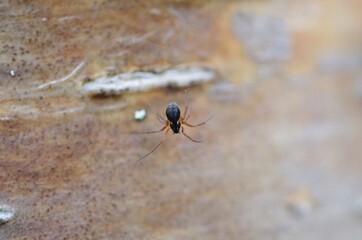 spider on the web