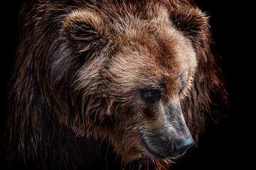 front view of brown bear isolated on black background. portrait of kamchatka bear (ursus arctos beri