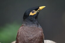 Beautiful Mynah Looking  And Close Up Of A Blackbird 