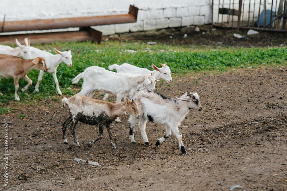 Grazing a herd of goats and sheep in the open air on the ranch. Cattle ...