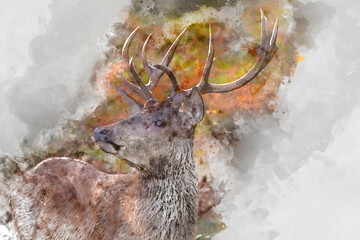 Wall Mural - digital watercolor painting of beautiful image of red deer stag in vibrant golds and browns of autum