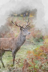 Wall Mural - digital watercolor painting of beautiful image of red deer stag in vibrant golds and browns of autum