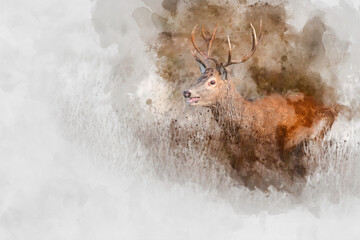 Wall Mural - digital watercolor painting of beautiful image of red deer stag in vibrant golds and browns of autum