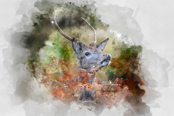 Wall Mural - digital watercolor painting of beautiful image of red deer stag in vibrant golds and browns of autum