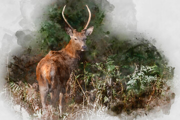 Wall Mural - digital watercolor painting of beautiful image of red deer stag in vibrant golds and browns of autum