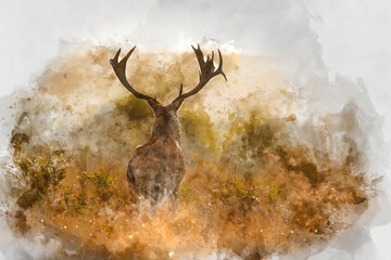 Wall Mural - digital watercolor painting of beautiful image of red deer stag in vibrant golds and browns of autum