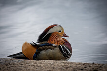Colorful Mandarin Duck Resting At The Lake