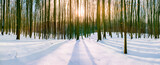 zima w lesie buków na Warmii w północno-wschodniej Polsce