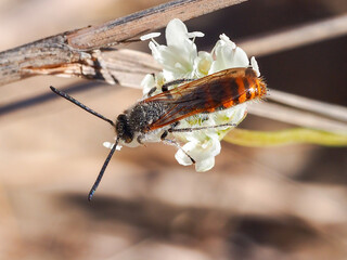 Wall Mural - Scoliid Wasp (Campsomeriella thoracica), male