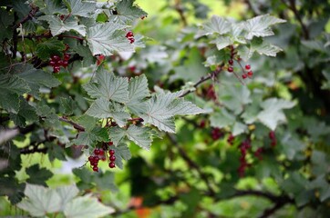 Wall Mural - wild redcurrant berry bush