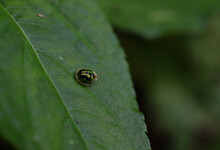Beautiful Glittering Small Bug On Leaf