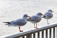 Three Seagulls Sitting On A Handrail At A River Shore
