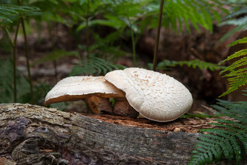 Close-up of two white mushrooms in the forest in autumn