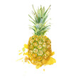 Single whole ripe pineapple watercolor painting vector illustration. Hand drawn exotic tropical fruit. Sketch. Fresh organic fruit healthy lifestyle.