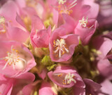 Fototapeta Kwiaty - Flowering Dombeya wallichii, pink ball tree natural macro floral background