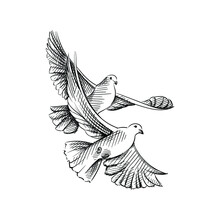 Hand Drawn Sketch Of Two Flying Doves. Doves As Symbol Of Love On A White Background. Wedding Theme. Celebration And Festivities. Accessories For Wedding
