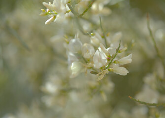 Wall Mural - flora of Gran Canaria - Retama rhodorhizoides, broom species endemic to Canary Islands