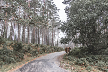 Wall Mural - Big brown cattle walking through a narrow path in a forest with tall trees on a foggy day in autumn