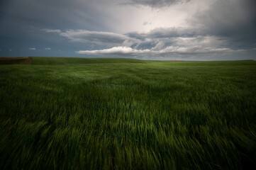 Wall Mural - the beauty of the palouse area in the spring after a storm