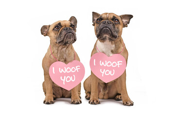 Wall Mural - Pair of French Bulldog dogs with Valentine's Day hearts with text 'I woof you' around necks isolated on white background