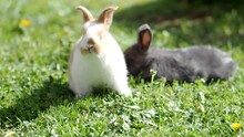 Two Little Cute Fluffy Baby Rabbits On Green Grass In 4K VIDEO. Black And Brown-white Easter Bunny On Spring Lawn Discovers Life. Organic Farming, Animal Rights, Back To Nature Concept.