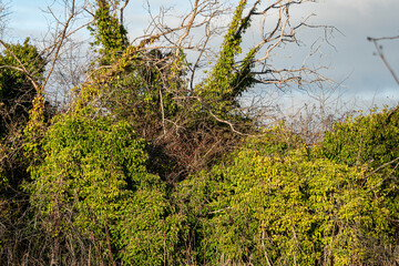 Wall Mural - leafless tree branches covered with green bushes and tangled with green ivies under the sun