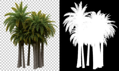 Palm trees isolated with mask. Image useful for banners, posters or photo manipulations. 3d rendering. Illustration