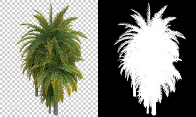 Palm trees isolated with mask. Image useful for banners, posters or photo manipulations. 3d rendering. Illustration