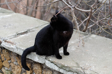 The street cat is sitting on a tree. Yard cat. Black cat.