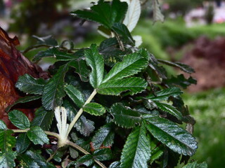 green, leaf, plant, mint, leaves, nature, herb, fresh, peppermint, garden, herbal, food, medicine, nettle, spice, closeup, macro, foliage, natural, tree, growth, summer, flora, spearmint, ingredient