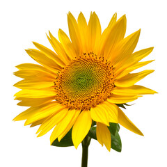 Fotomurales - Sunflower head isolated on white background. Sun symbol. Flowers yellow, agriculture. Seeds and oil. Flat lay, top view. Bio. Eco. Creative
