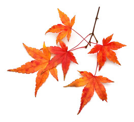 autumn japanese maple leaа isolated on white background. flat lay, top view