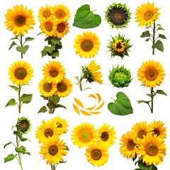 Fotomurales - Collection of sunflower flowers in different stages of growth, elements bouquet and leaf, petal isolated on white background. The seeds and oil. Floral arrangement. Flat lay, top view