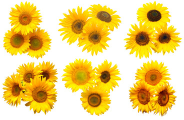 Fotomurales - Sunflowers collection various bouquet isolated on white background. Sun symbol. Flowers yellow, agriculture. Seeds and oil. Flat lay, top view. Bio. Eco
