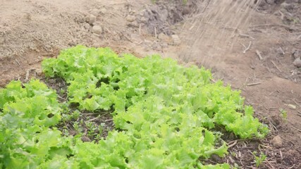 Wall Mural - Growing to learn sprouts watered from a watering canto plant tree garden outside. Planting and waters vegetables on the garden, Forestry environments concept