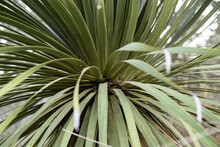 Closeup Shot Of Green Cordyline Plant With Long Leaves