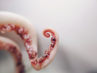 Delicacy octopus tentacle feeler seafood food animal macro photo