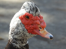 Close Up Of A Duck