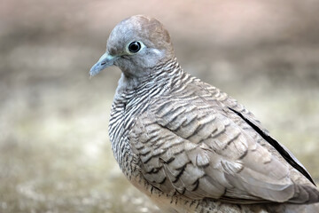 Wall Mural - Close-up Zebra Dove was Standing on The Ground