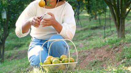 Wall Mural - Happy woman gardener holding pruning shears and picking ripe orange crop in the garden. Organic plantation.