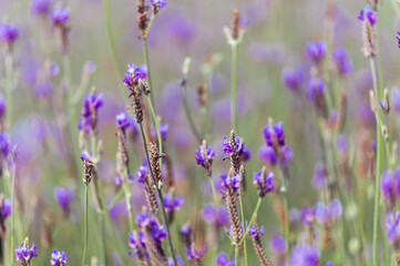Wall Mural - Soft focus on lavender flower, beautiful lavender flowers blooming in the garden for the background
