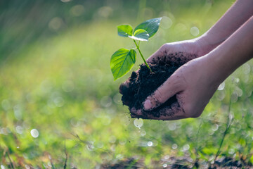 Woman hand to plant the tree in the garden as save world concept. Planting and Seeding concept, Close up hand holding tree to plant.