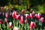 Fototapeta Tulipany - Close up shot of many tulip blossom