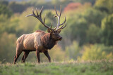 Fototapeta  - A bull elk in autumn during the rut