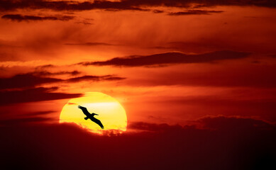 Wall Mural - a pelican in florida