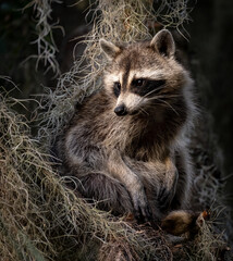 Poster - A Raccoon in Florida 