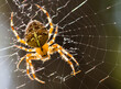 © Iuliia - Close up macro of Araneus diadematus spider on a spider web