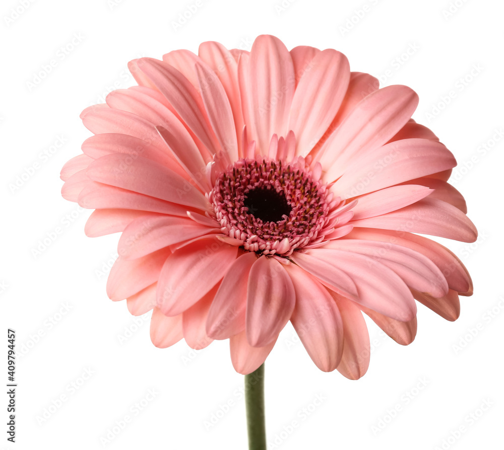 Beautiful flower on white background